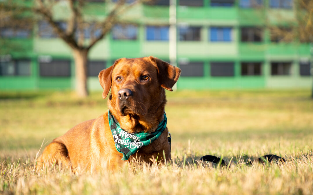 Verstärkung auf vier Pfoten: Wir haben einen Schulhund!
